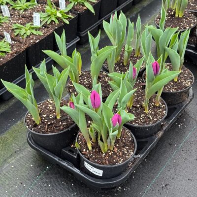 Tropical Alocasia Black Velvet