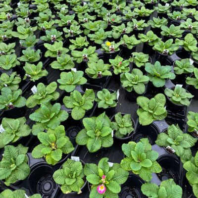 unnamed - 2026-01-16T143634.866