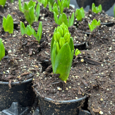 unnamed - 2026-01-30T091352.173