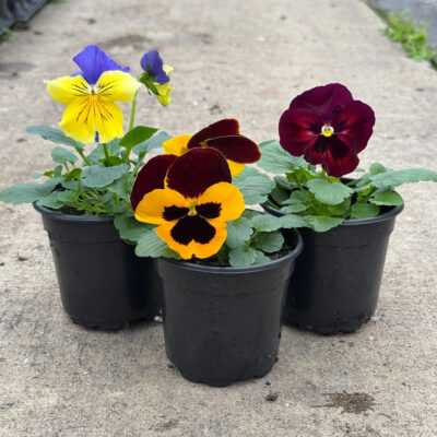 unnamed - 2026-01-30T091359.037