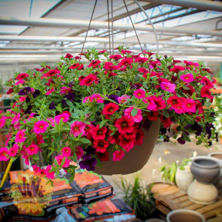 12InchHangingBasket(12) Van Wingerden Greenhouses