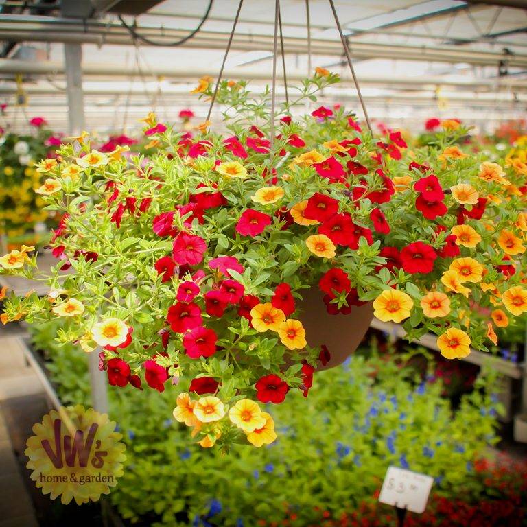 12InchHangingBasket(16) Van Wingerden Greenhouses