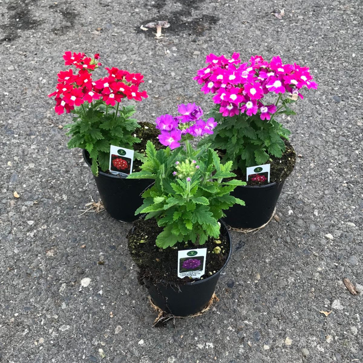 3 Van Wingerden Greenhouses