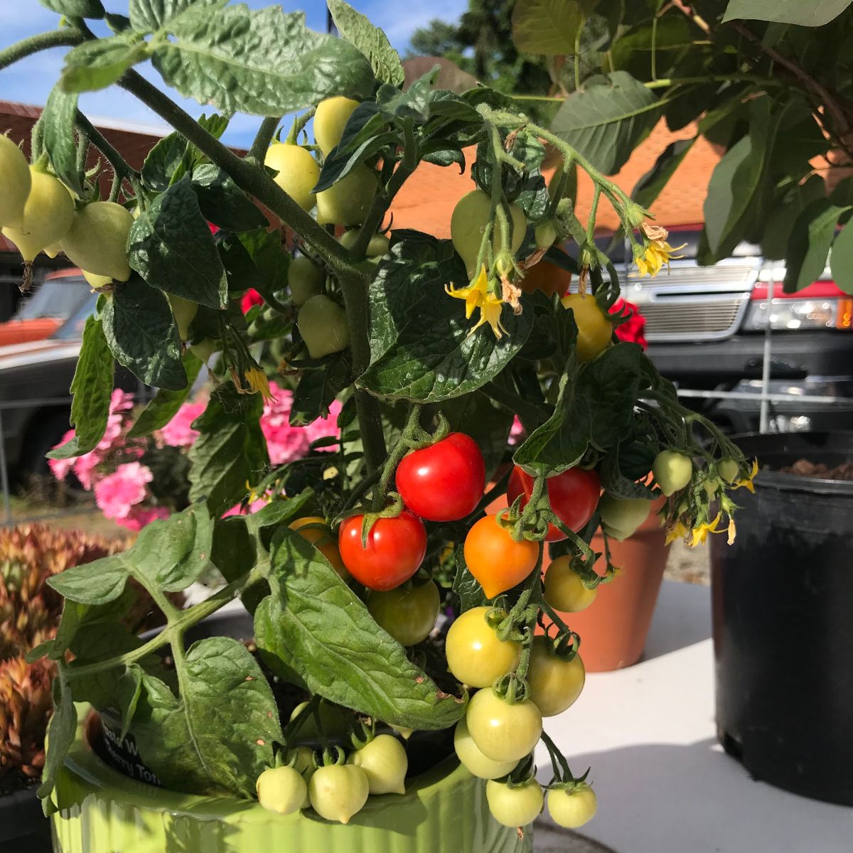 Wholesale Availability Van Wingerden Greenhouses