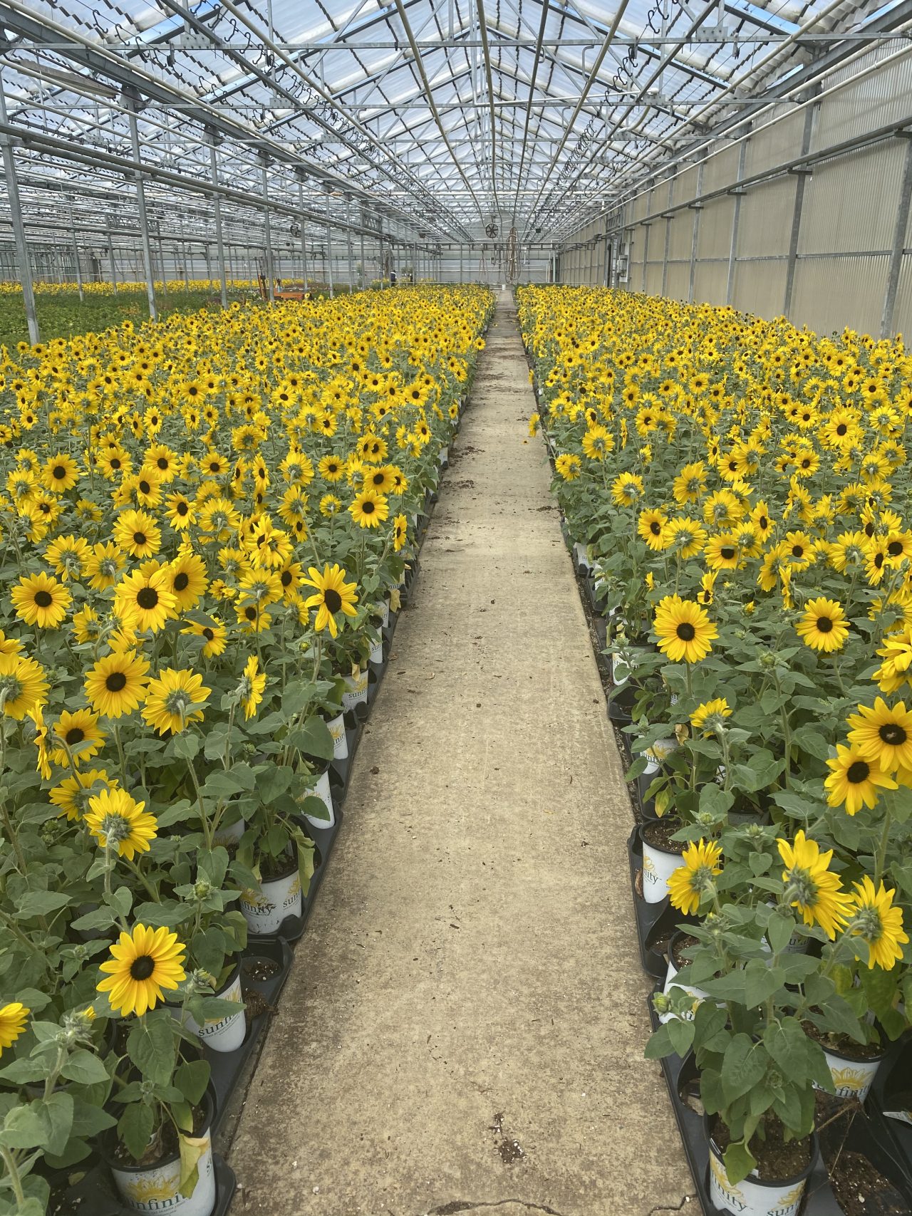 Wholesale Availability Van Wingerden Greenhouses