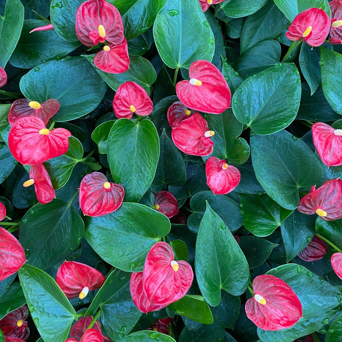 Wholesale Availability Van Wingerden Greenhouses