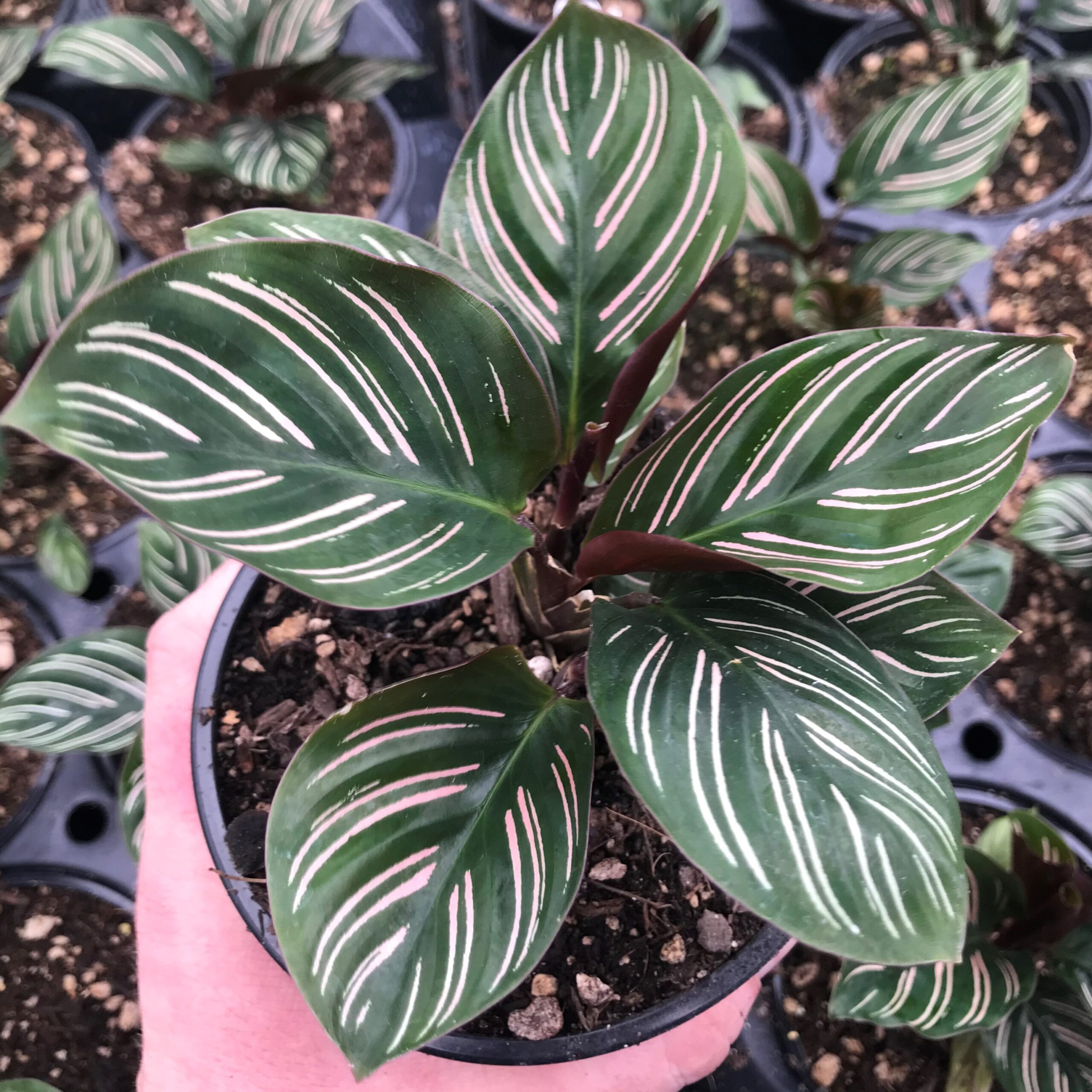 calathea-ornata-pink-pinstripe1.jpg