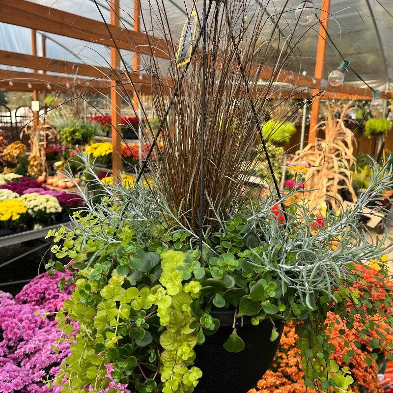 Wholesale Plants in the Pacific Northwest - Van Wingerden Greenhouses