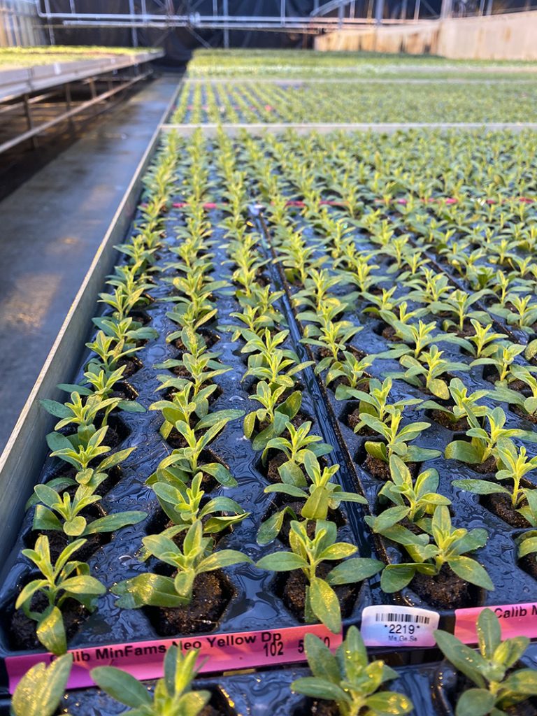 Van Wingerden Greenhouses shenanigans. Van Wingerden Greenhouses