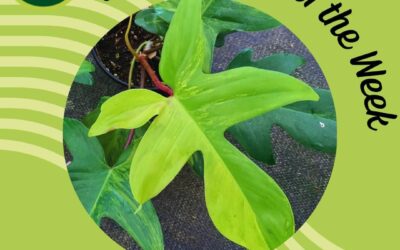 A Guide to Caring for Your Philodendron Pedatum “Rudolph.”