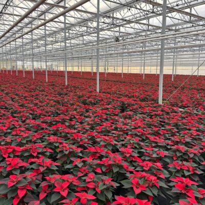 Tropical Alocasia Black Velvet