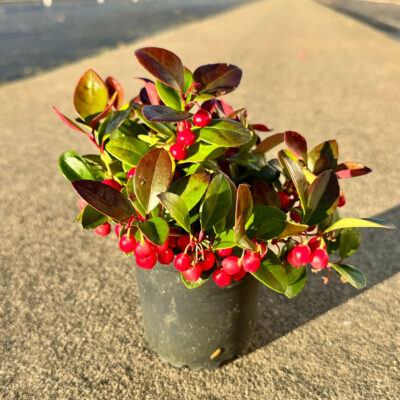 unnamed - 2025-11-14T144723.220