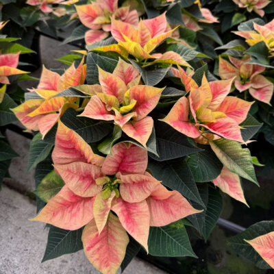 unnamed - 2025-11-21T133608.462