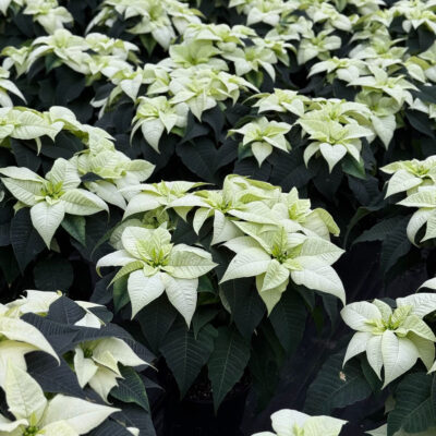 unnamed - 2025-12-01T161818.980