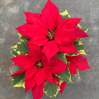 unnamed - 2025-12-01T161819.736