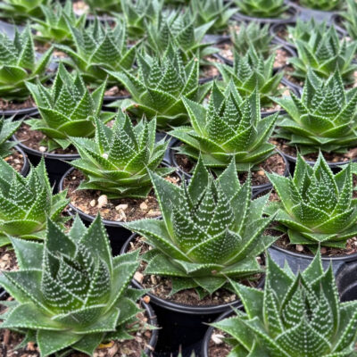 unnamed - 2025-12-01T163225.690