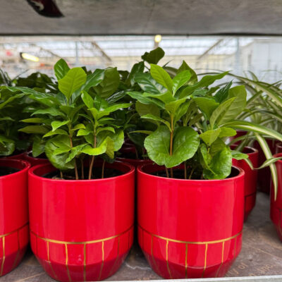 unnamed - 2025-12-06T102127.608