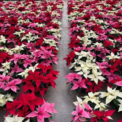 unnamed - 2025-12-12T110726.488