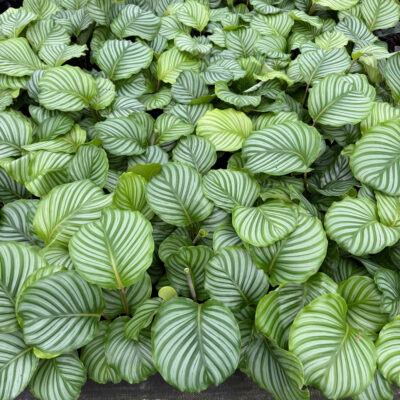 unnamed - 2025-12-12T111235.080