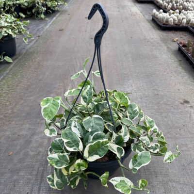 unnamed - 2026-02-13T134234.063