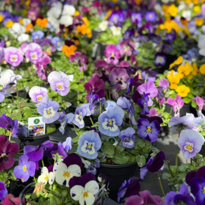 unnamed - 2026-02-19T142816.661