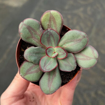 unnamed - 2026-02-19T143139.610