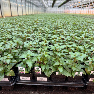 unnamed - 2026-03-20T093131.204