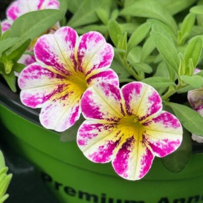 Tropical Alocasia Black Velvet